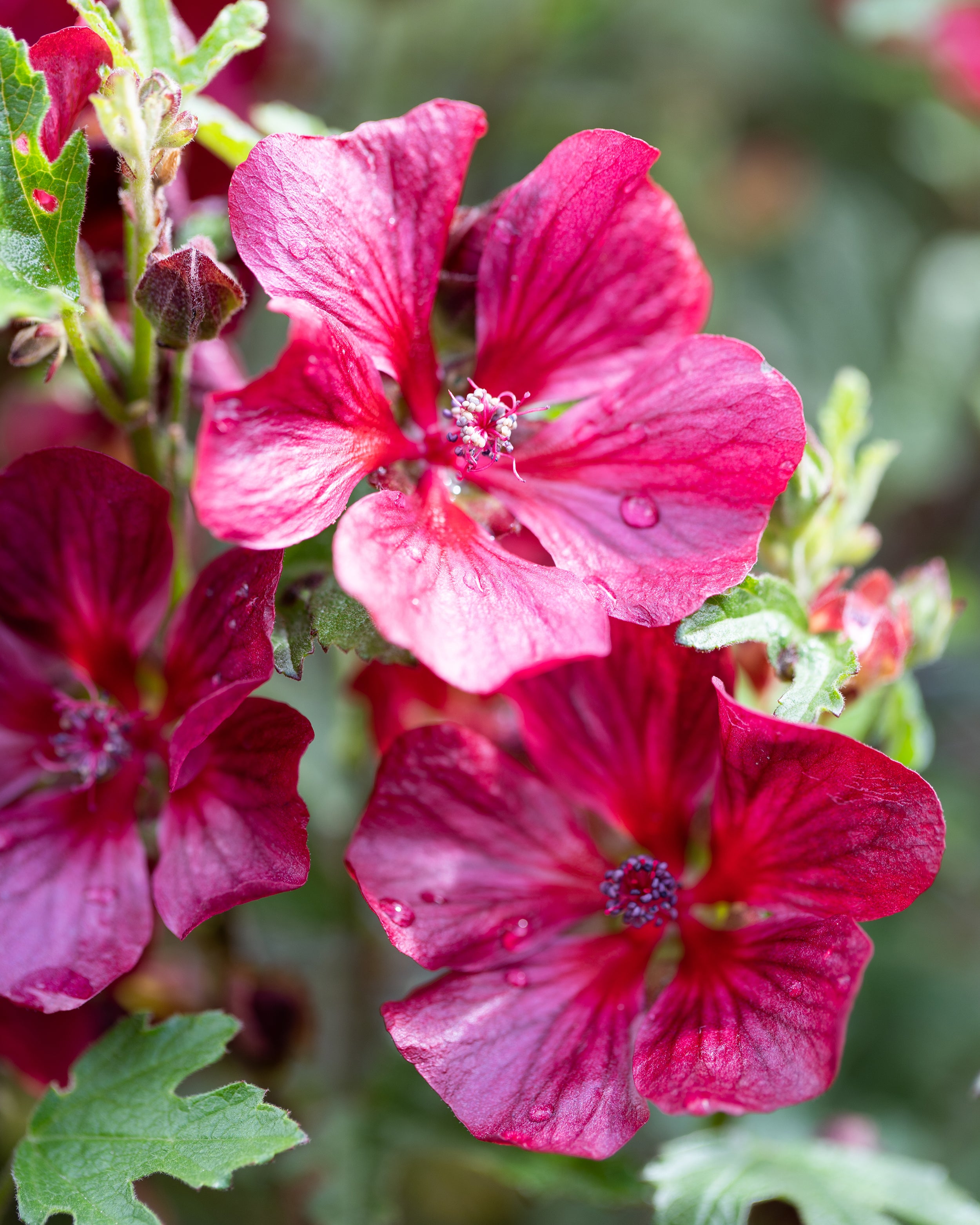 Anisodontea Capensis Candy Apple Buy Cape Mallow Online At Farmer anisodontea-capensis-candy-apple-buy-cape-mallow-online-at-farmer