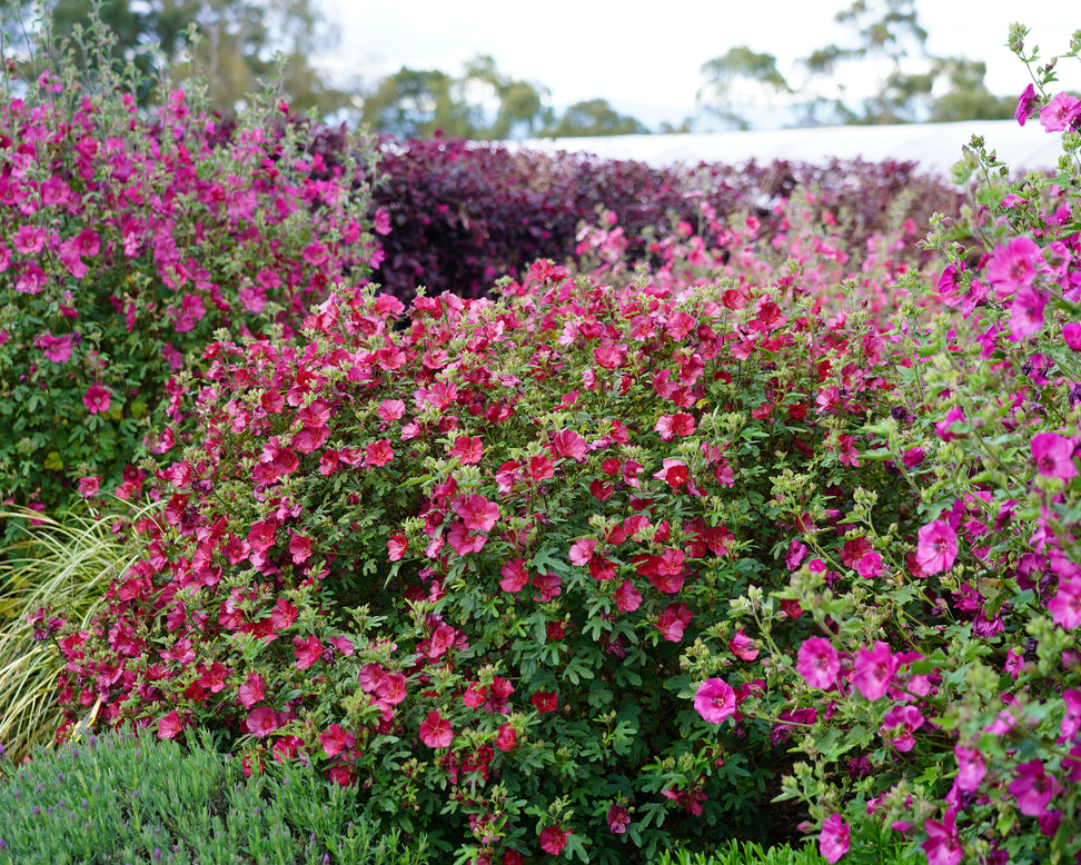 Anisodontea 'Candy Apple'