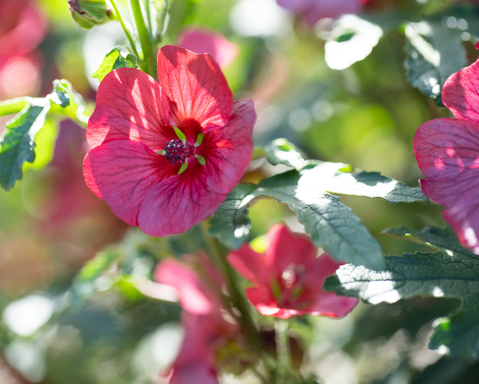Anisodontea 'Candy Apple'