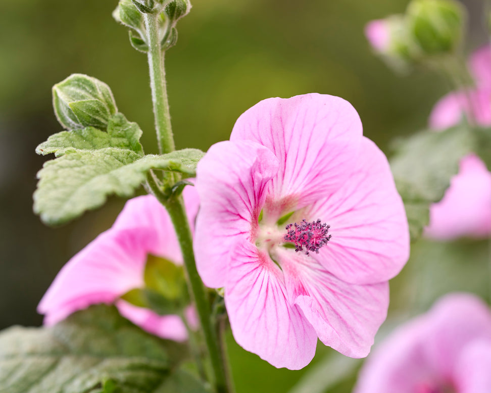 Anisodontea 'Cotton Candy Pink'
