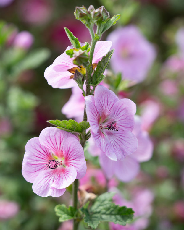 Anisodontea 'Cotton Candy Pink'