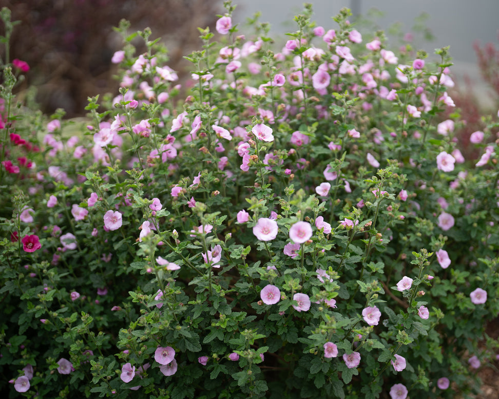 Anisodontea 'Cotton Candy Pink'