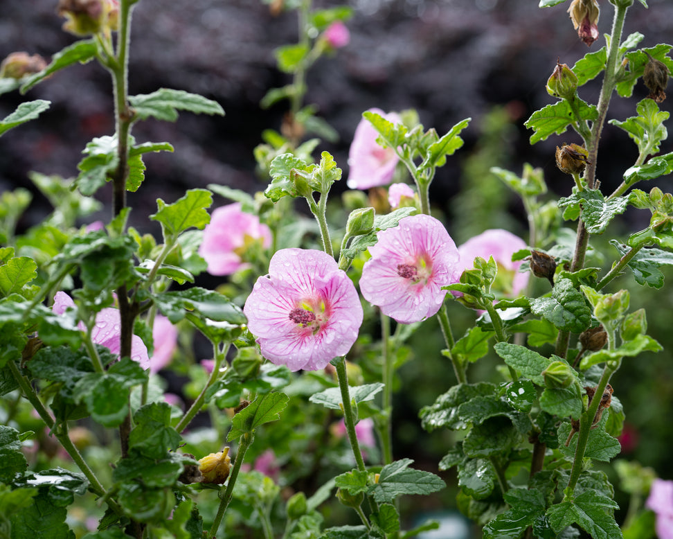 Anisodontea 'Cotton Candy Pink'