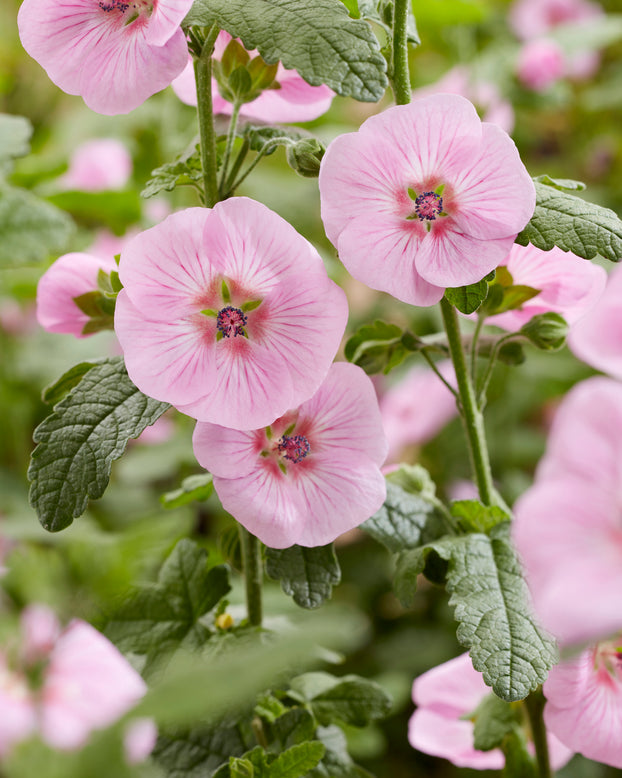 Anisodontea 'Cotton Candy Pink'