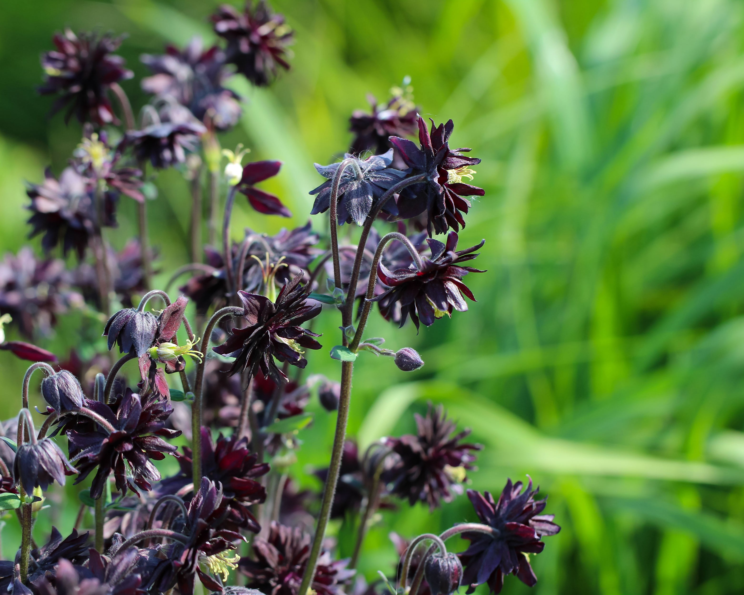 Columbine Roots Aquilegia 'Black Barlow' bare roots | Buy near-black columbines online ...