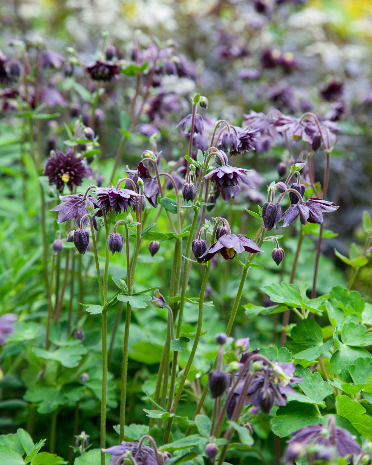 Aquilegia 'Black Barlow' bare roots | Buy near-black columbines online ...
