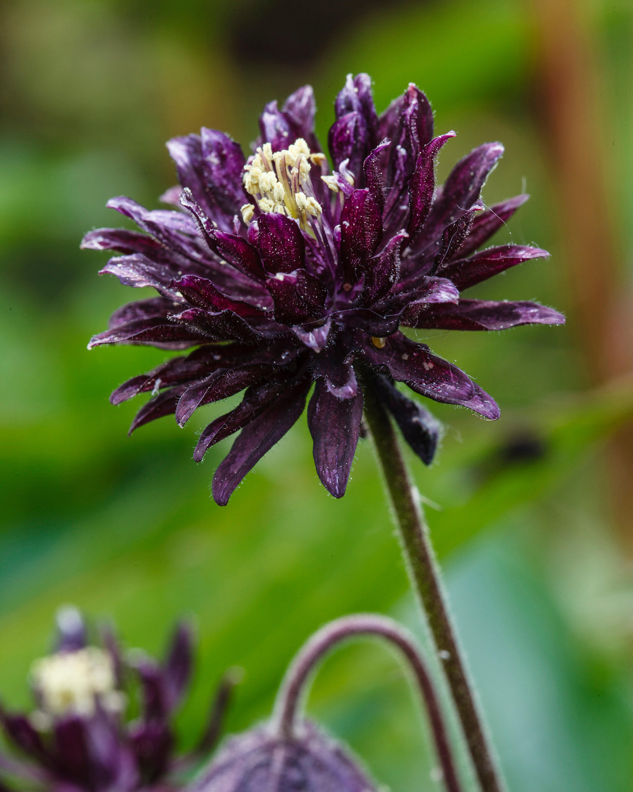 Aquilegia 'Black Barlow' bare roots | Buy near-black columbines online ...