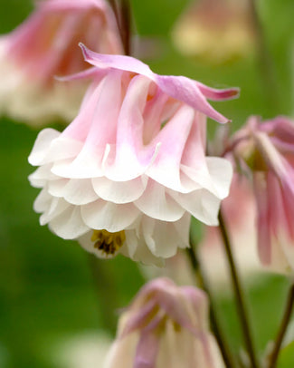 Aquilegia bare roots