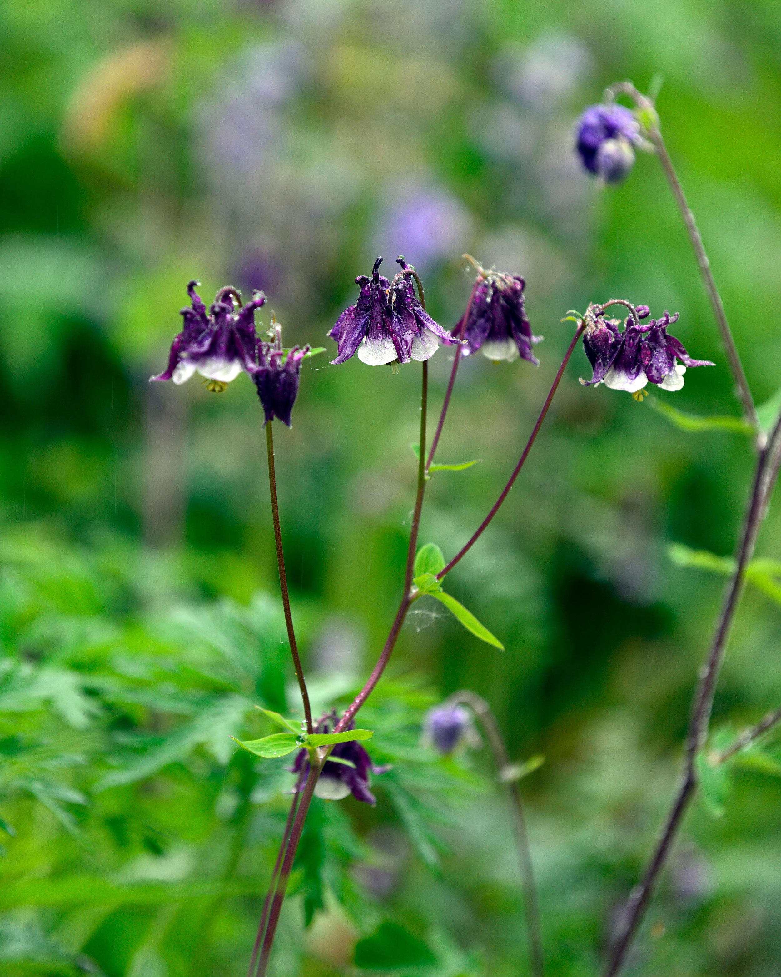 Columbine Roots Aquilegia vulgaris 'William Guinness' bare roots | Buy columbines ...