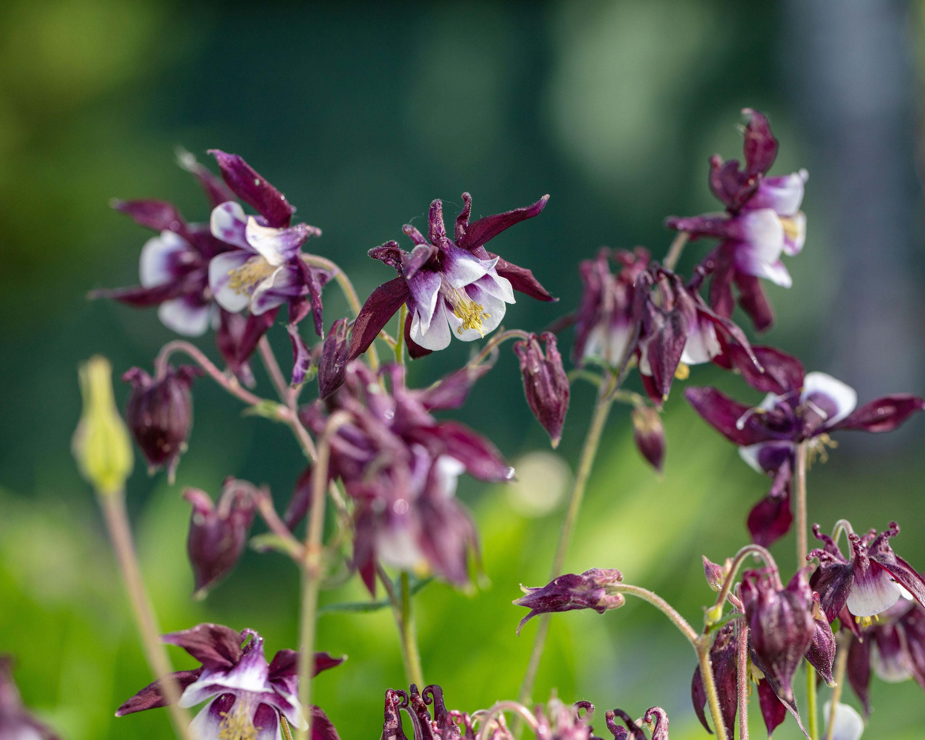 Columbine Roots Aquilegia vulgaris 'William Guinness' bare roots | Buy columbines ...