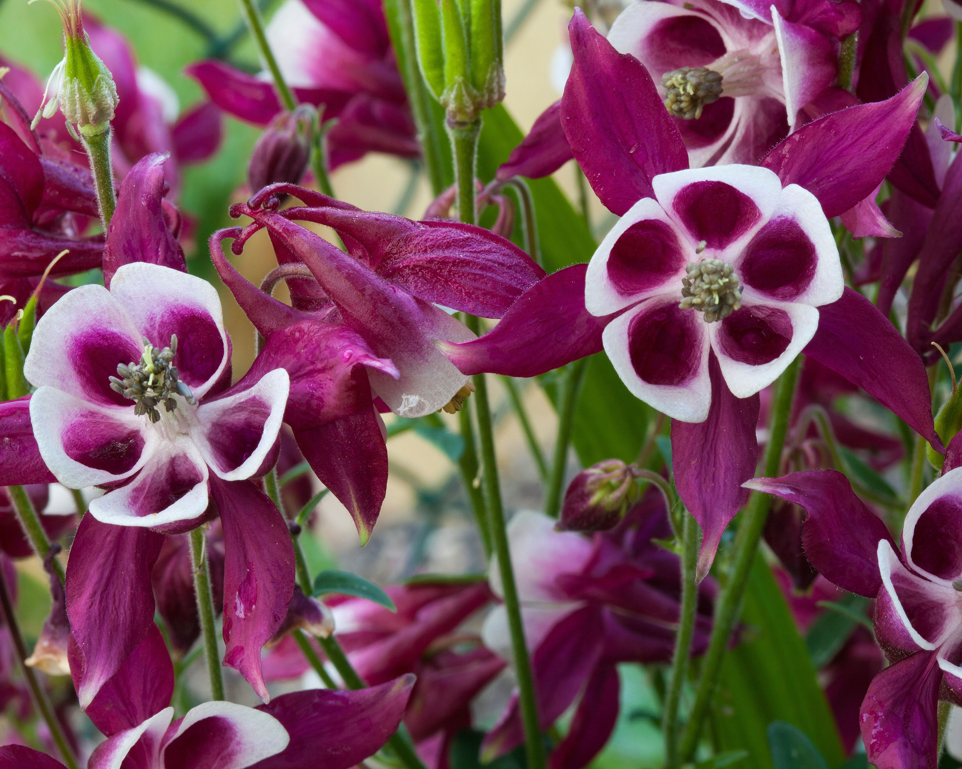 Columbine Roots Aquilegia vulgaris 'William Guinness' bare roots | Buy columbines ...