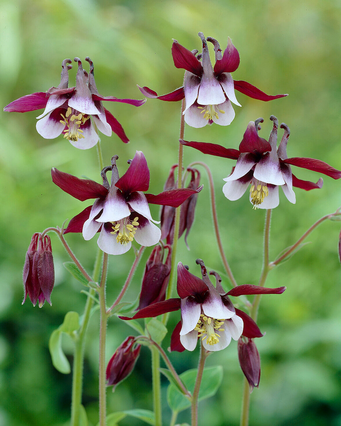 Columbine Roots Aquilegia vulgaris 'William Guinness' bare roots | Buy columbines ...