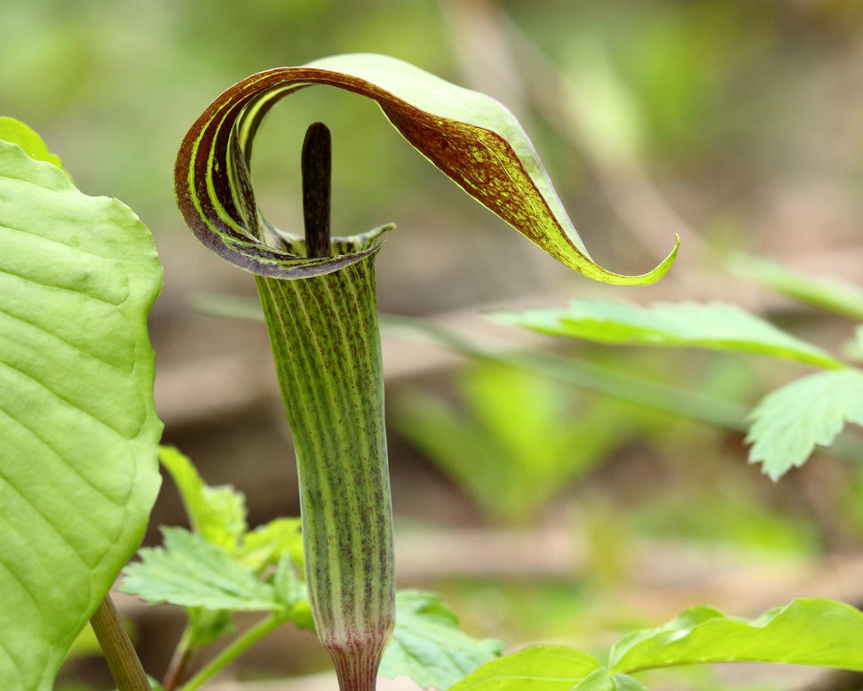 Arisaema concinnum