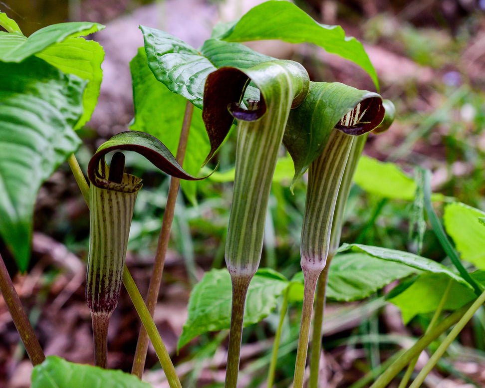 Arisaema concinnum