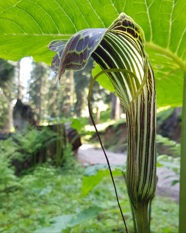 Arisaema griffithii