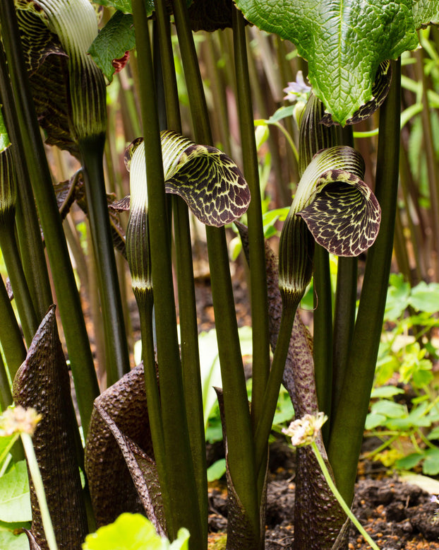 Arisaema griffithii