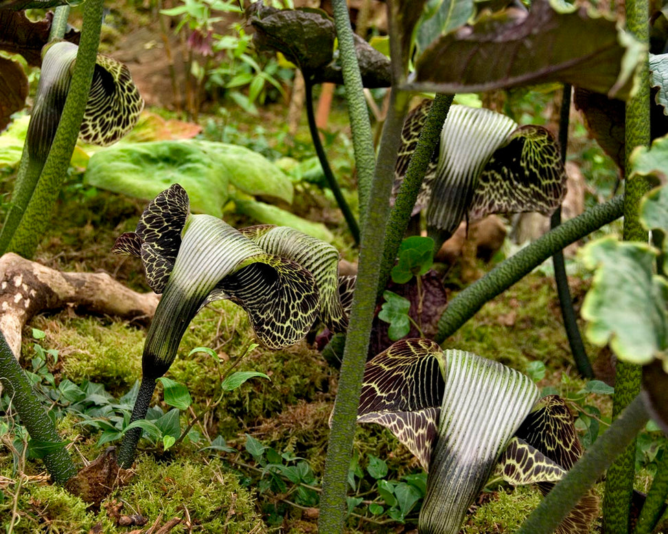 Arisaema griffithii