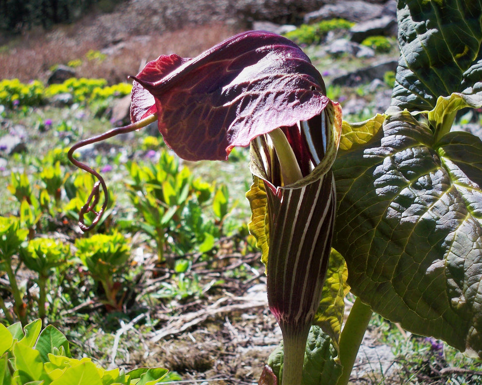 Arisaema griffithii