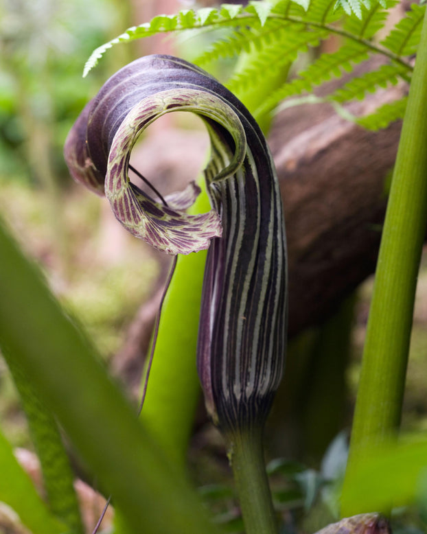 Arisaema griffithii