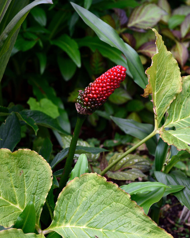Arisaema griffithii