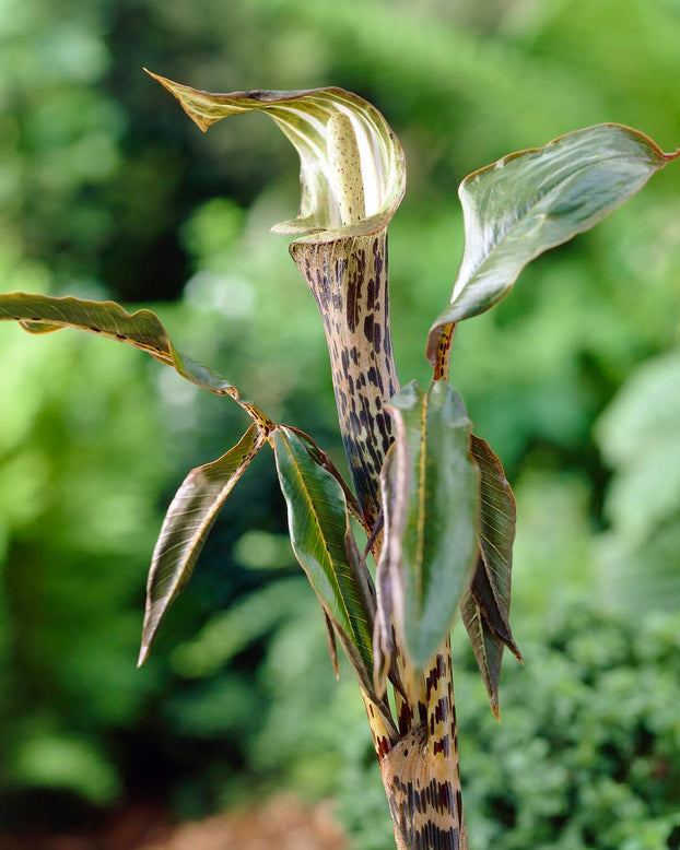 Arisaema nepenthoides