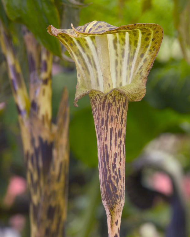 Arisaema nepenthoides