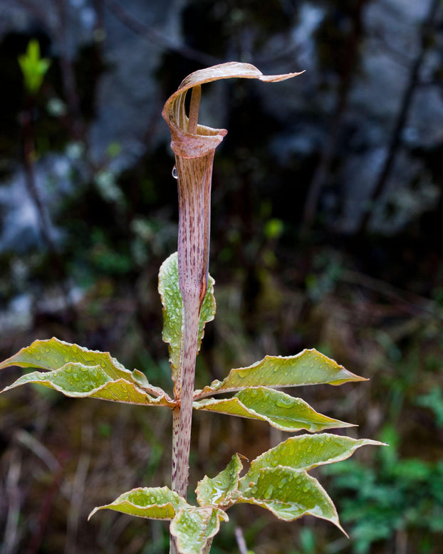 Arisaema nepenthoides
