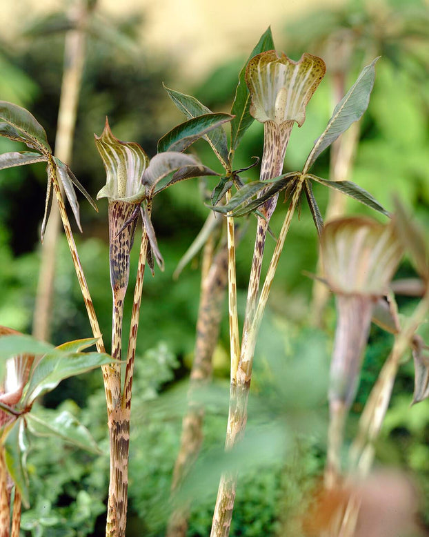 Arisaema nepenthoides