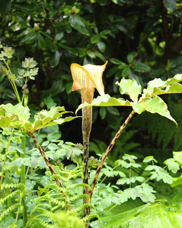 Arisaema nepenthoides