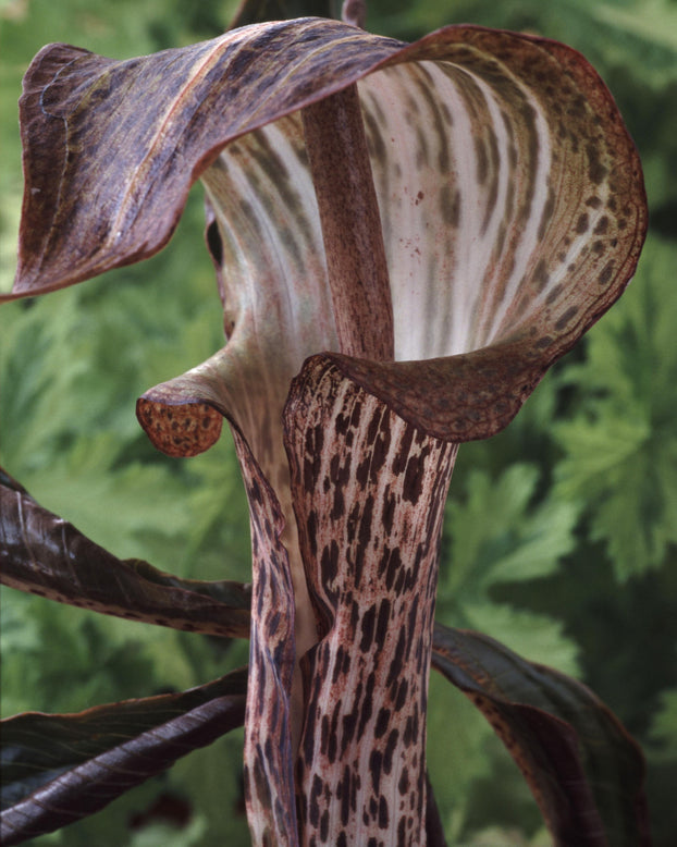 Arisaema nepenthoides