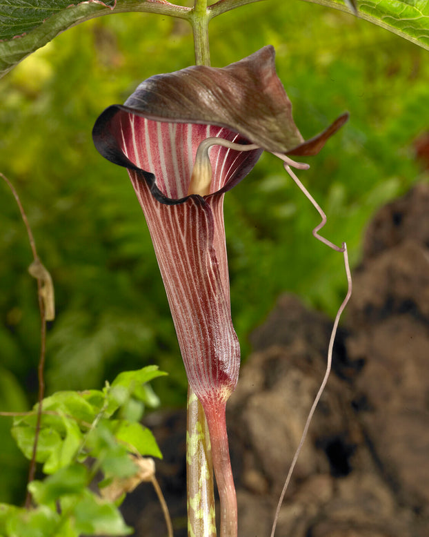 Arisaema speciosum