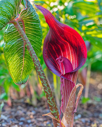 Arisaema bulbs