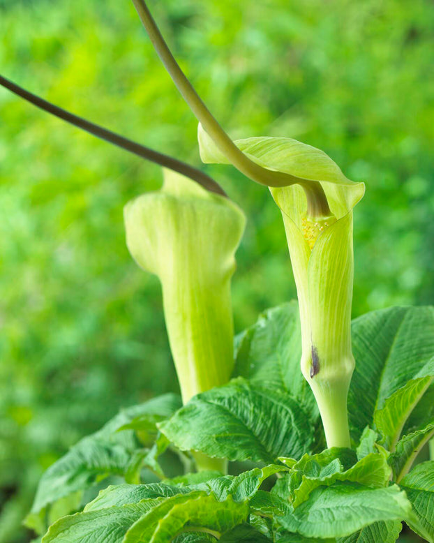 Arisaema tortuosum