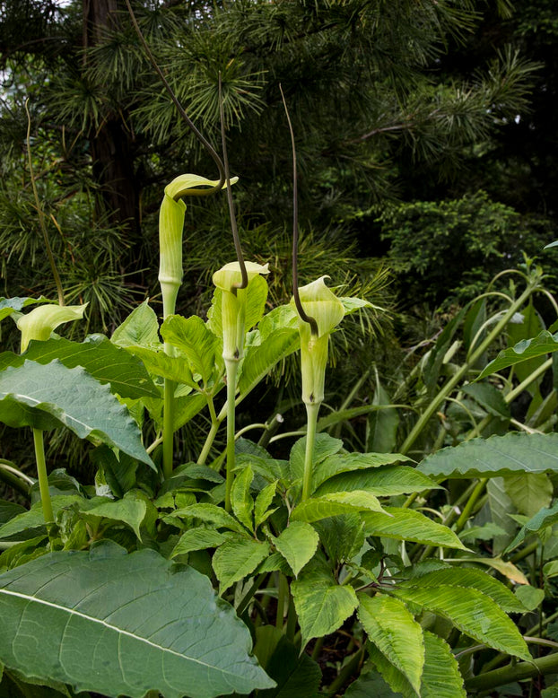 Arisaema tortuosum