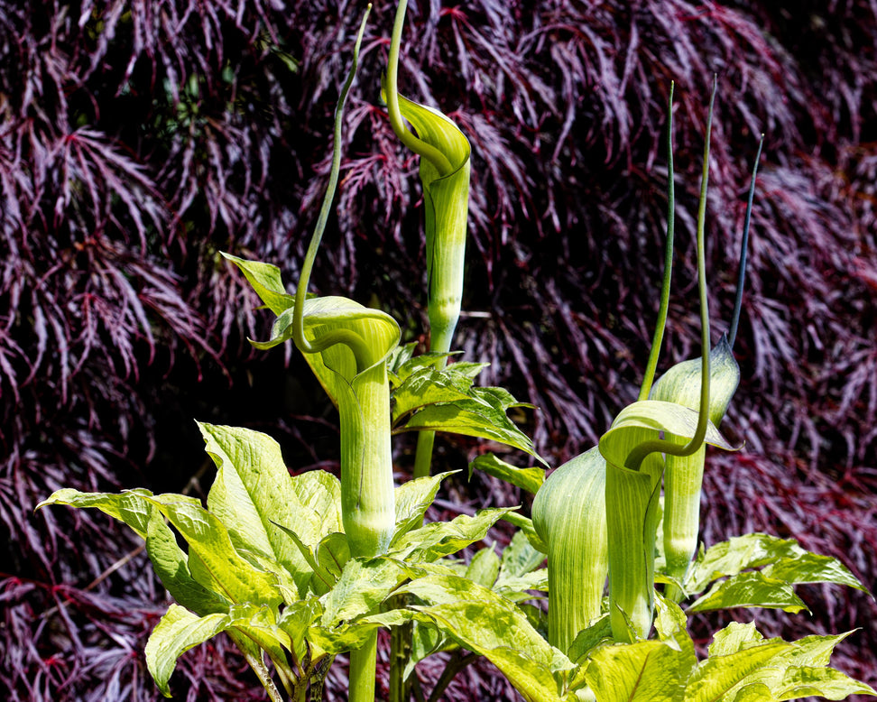 Arisaema tortuosum