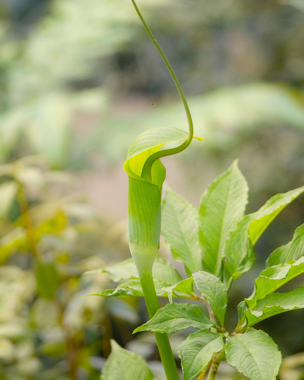 Arisaema tortuosum