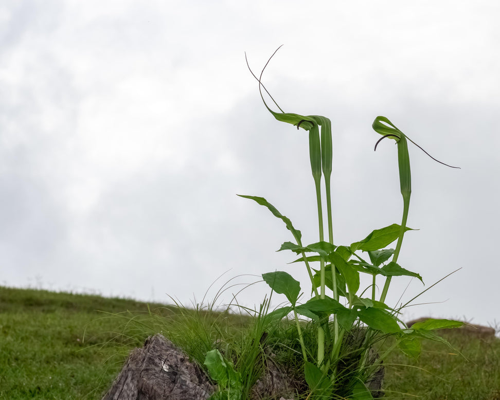 Arisaema tortuosum