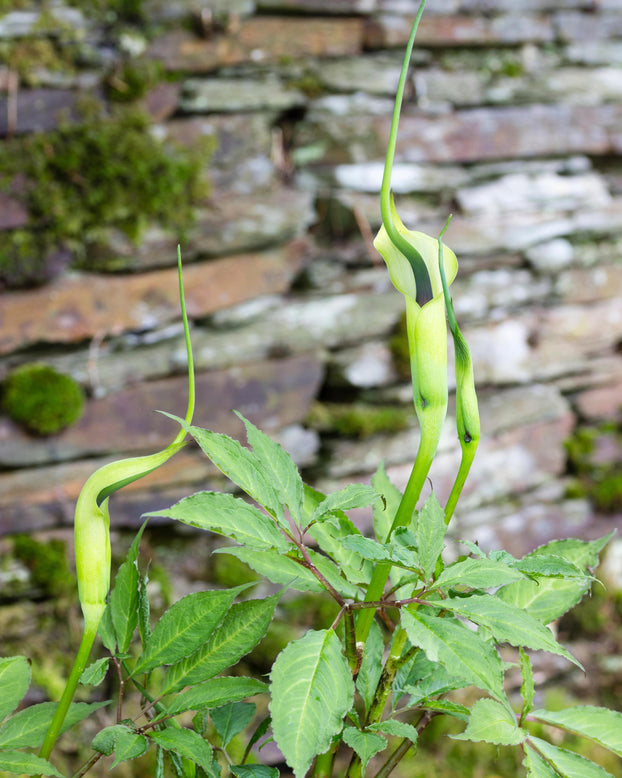 Arisaema tortuosum
