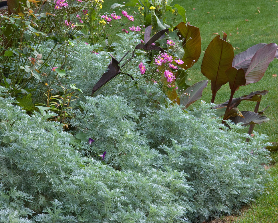 Artemisia 'Powis Castle'