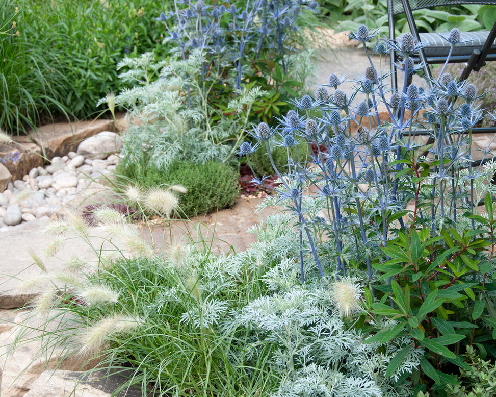 Artemisia 'Powis Castle'
