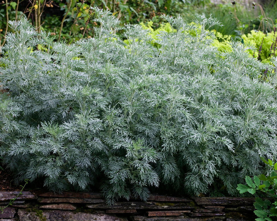 Artemisia 'Powis Castle'