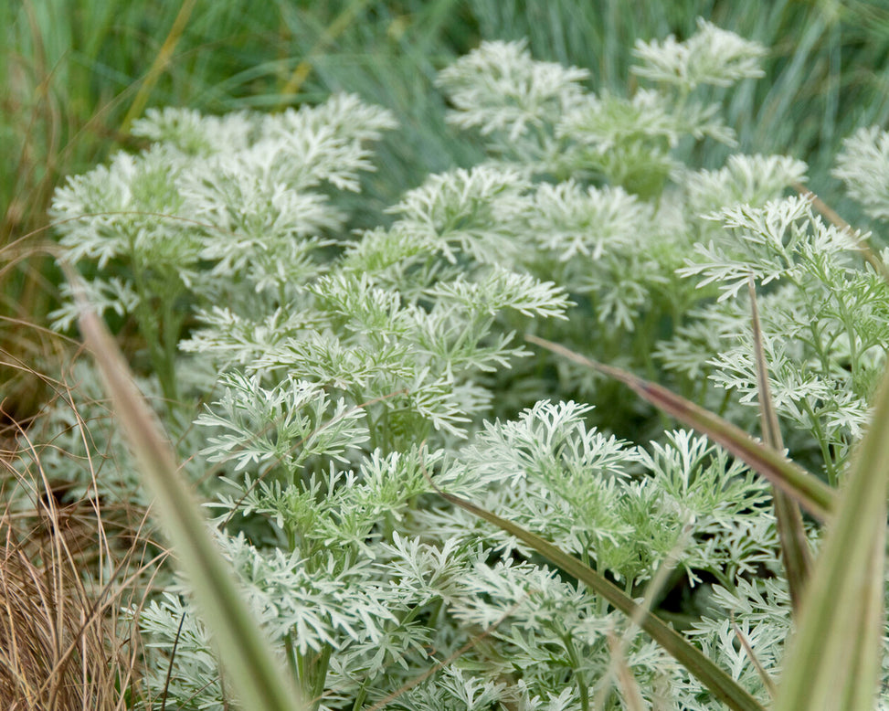 Artemisia 'Powis Castle'