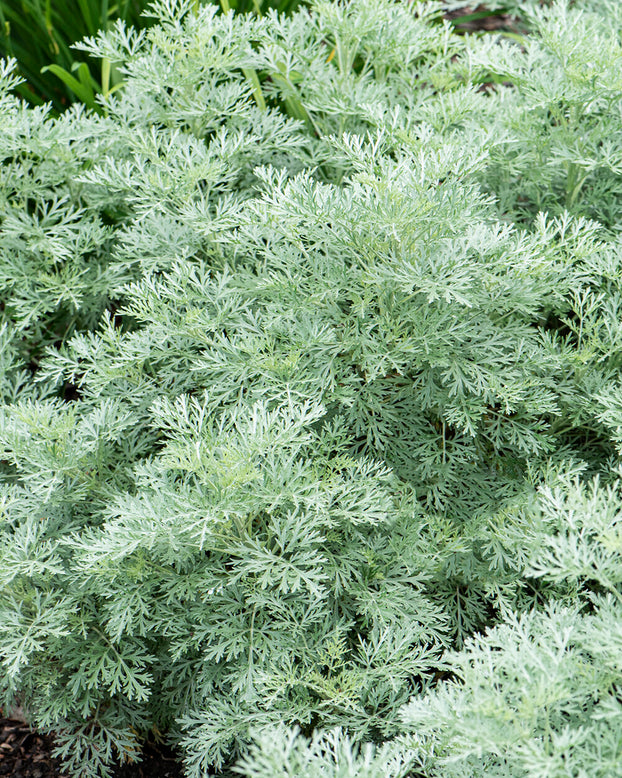 Artemisia 'Powis Castle'