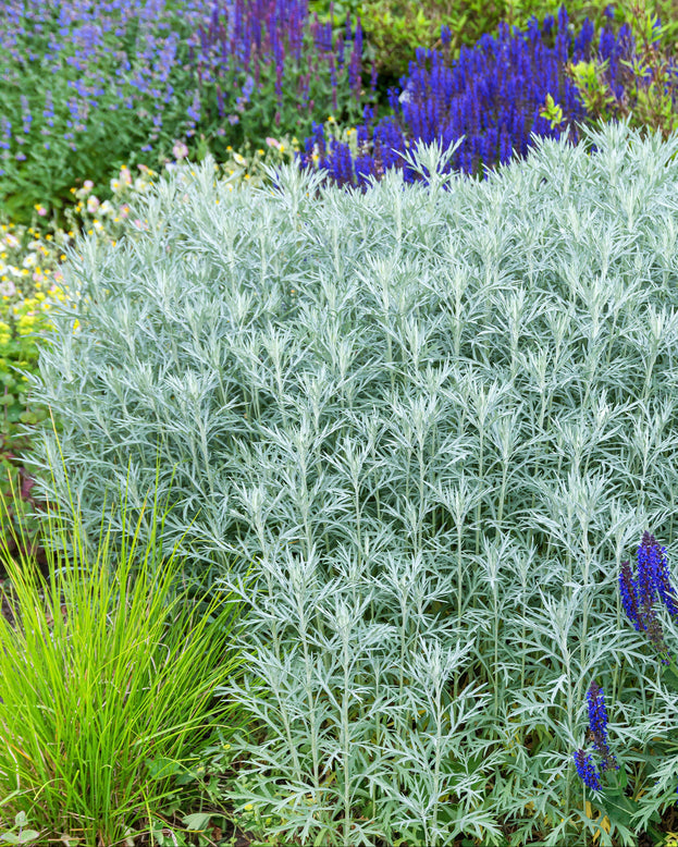 Artemisia 'Silver Queen'