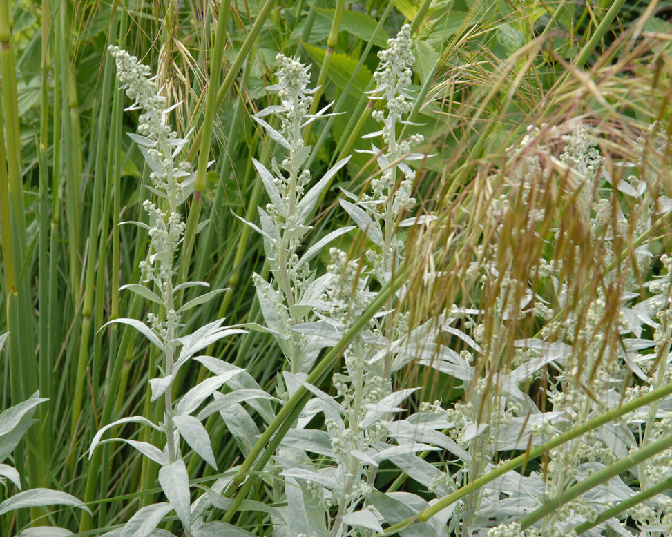 Artemisia 'Silver Queen'