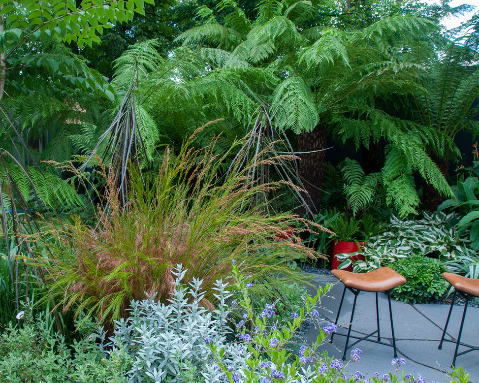 Artemisia 'Silver Queen'