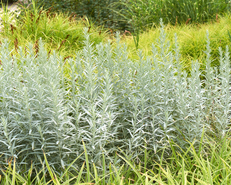 Artemisia 'Silver Queen'