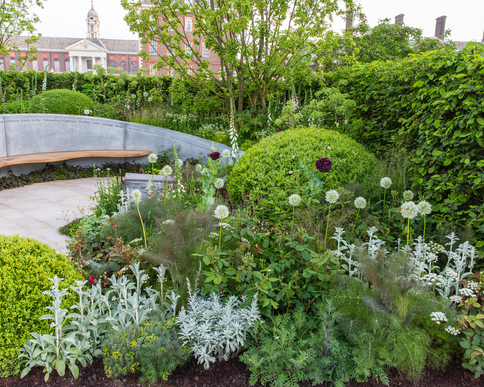 Artemisia 'Silver Queen'