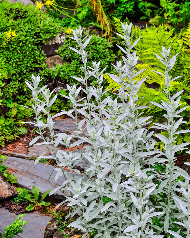 Artemisia 'Silver Queen'