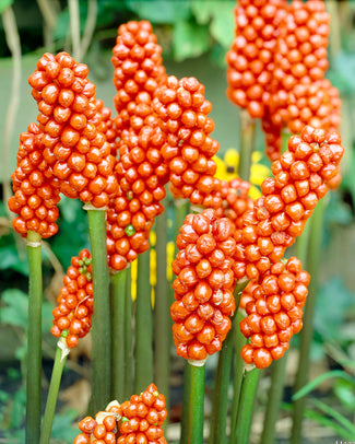 Arum italicum